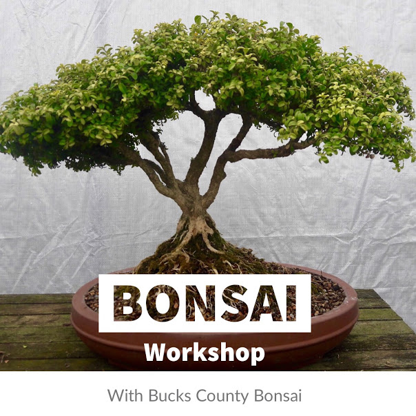 bonsai-workshop-bucks-county